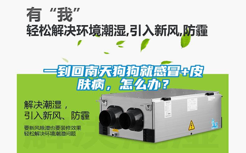 一到回南天狗狗就感冒+皮膚病，怎么辦？