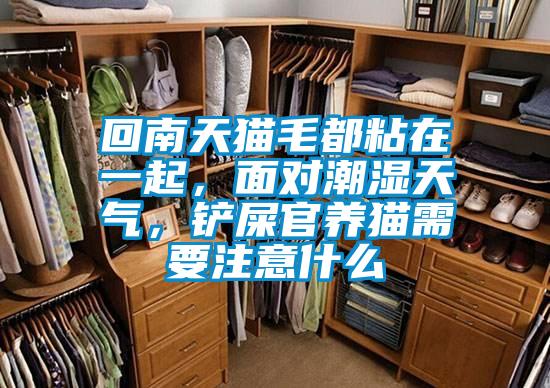 回南天貓毛都粘在一起，面對潮濕天氣，鏟屎官養(yǎng)貓需要注意什么