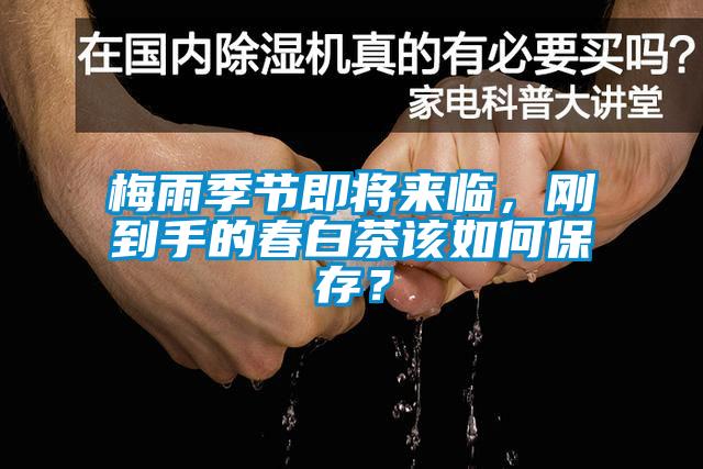 梅雨季節(jié)即將來臨，剛到手的春白茶該如何保存？
