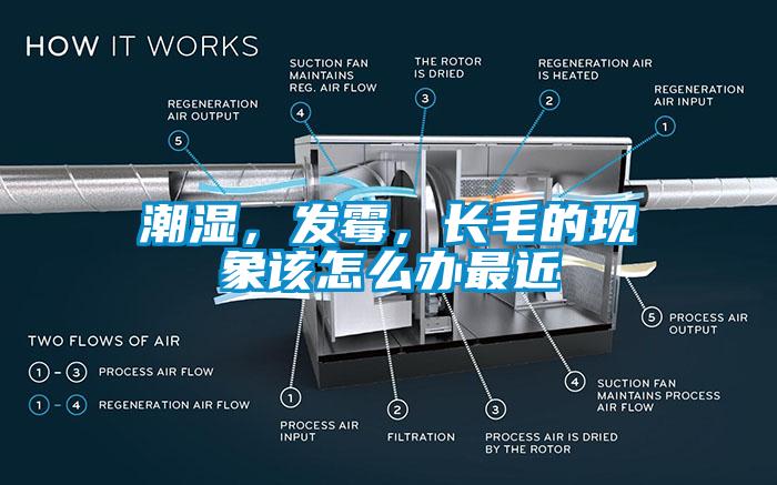 潮濕，發霉，長毛的現象該怎么辦最近