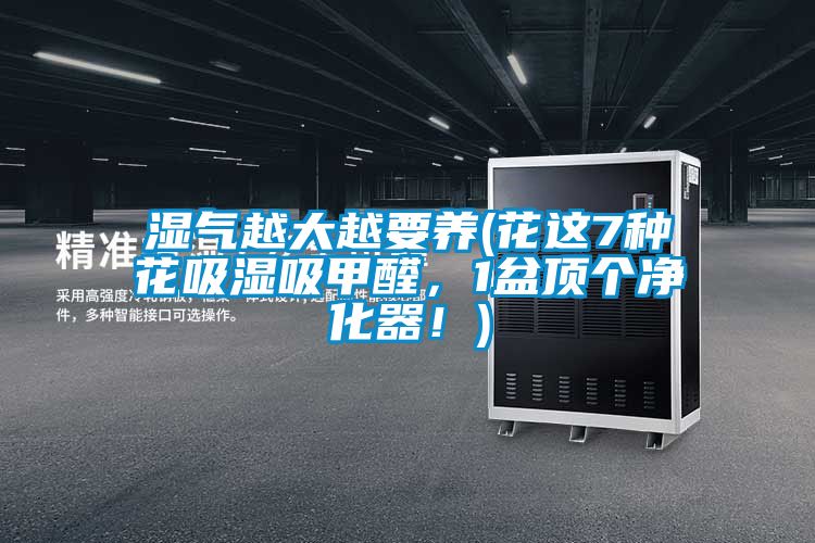 濕氣越大越要養(yǎng)(花這7種花吸濕吸甲醛，1盆頂個凈化器！)