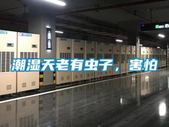 企業新聞潮濕天老有蟲子，害怕