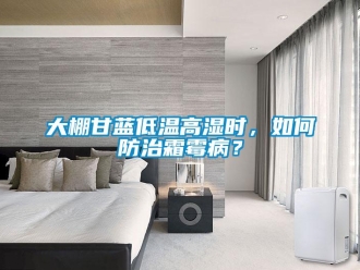 常見問題大棚甘藍低溫高濕時，如何防治霜霉病？