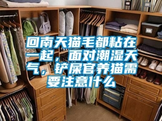 行業(yè)新聞回南天貓毛都粘在一起，面對潮濕天氣，鏟屎官養(yǎng)貓需要注意什么