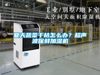 常見問題夏天蔬菜干枯怎么辦？超聲波保鮮加濕機