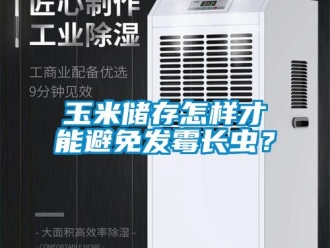 常見問題玉米儲存怎樣才能避免發霉長蟲？