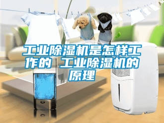 常見問題工業除濕機是怎樣工作的 工業除濕機的原理